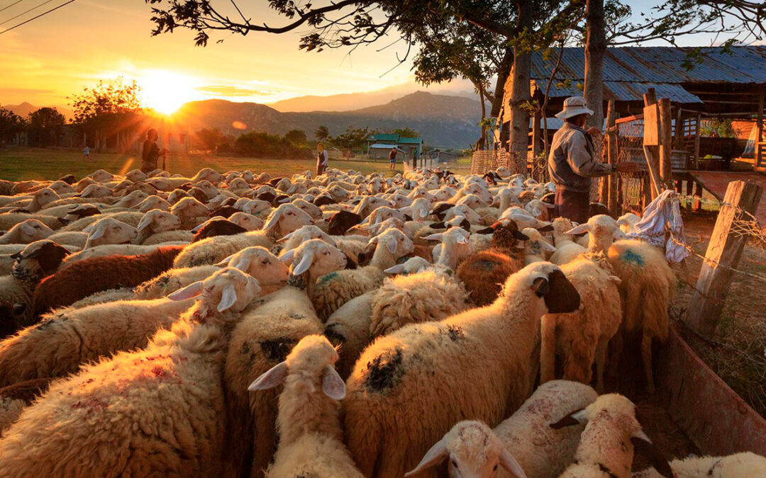 Control financiero: “Contando ovejitas”